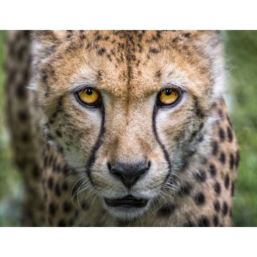 Lais Puzzle - Gepard - 1.000 Teile