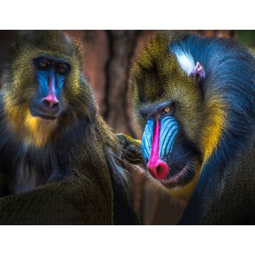 Lais Puzzle - Mandrill Affe - 1.000 Teile