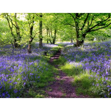 Lais Puzzle - Blaue Glocken Wald - 1.000 Teile