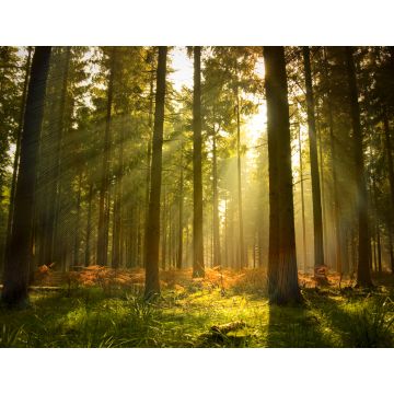 Lais Puzzle - Schöner Wald - 1.000 Teile