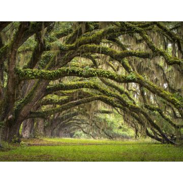 Lais Puzzle - Eichenallee Charleston SC Plantage Eichenwald - 1.000 Teile