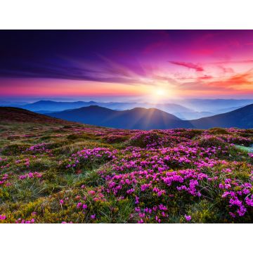 Lais Puzzle - Blumen - 1.000 Teile