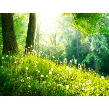 Lais Puzzle - Frühling Natur. Schöne Landschaft. Grünes Gras und Bäume - 1.000 Teile