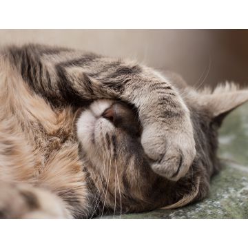 Lais Puzzle - schlafende Katze - 1.000 Teile