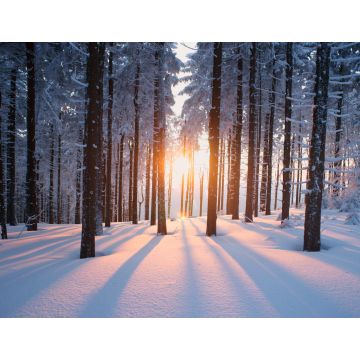 Lais Puzzle - Sonnenuntergang im Wald im Winterhalbjahr - 1.000 Teile