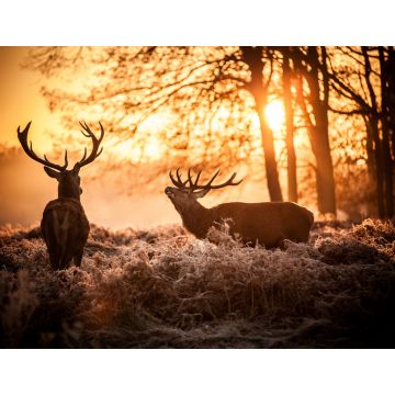 Lais Puzzle - Rothirsch in der Morgensonne - 1.000 Teile