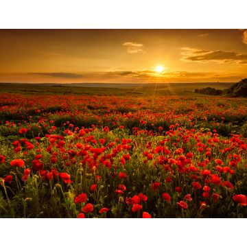 Lais Puzzle - Mohnfeld bei Sonnenuntergang - 1.000 Teile