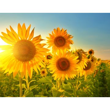 Lais Puzzle - Sonnenblumen - 1.000 Teile
