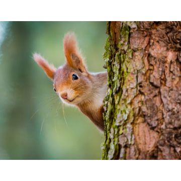 Lais Puzzle - Neugieriges rotes Eichhörnchen späht hinter dem Baumstamm - 1.000 Teile