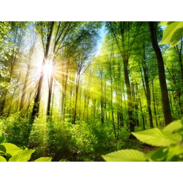 Lais Puzzle - Sonnenbeschienene Laubbäume im Wald - 1.000 Teile