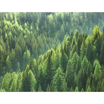 Lais Puzzle - Gesunde grüne Bäume in einem Wald aus alten Fichten, Tannen und Kiefern - 1.000 Teile