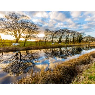 Lais Puzzle - Pferde auf dem Grand Canal, Irland - 1.000 Teile