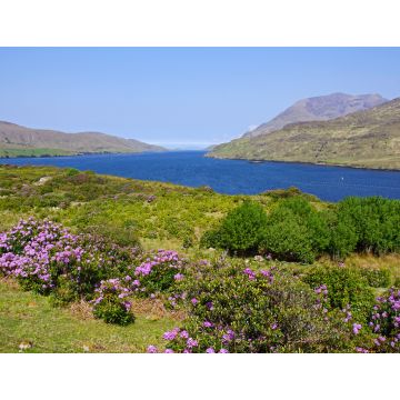 Lais Puzzle - Killary Harbour, Irland - 1.000 Teile