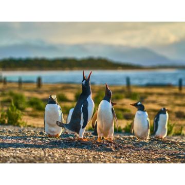 Lais Puzzle - Die Pinguinkolonie auf der Insel im Beagle-Kanal. Argentinisches Patagonien. Ushuaia - 1.000 Teile