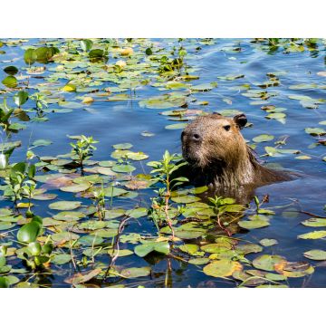 Lais Puzzle - Ein Wasserschwein streckt seinen Kopf aus dem mit Pflanzen bewachsenen Wasser des Ibera-Feuchtgebiets (Esteros del Ibera) in der Nähe des Dorfes Colonia Carlos Pellegrini in der Provinz Corrientes im Norden Argentiniens. - 1.000 Teile