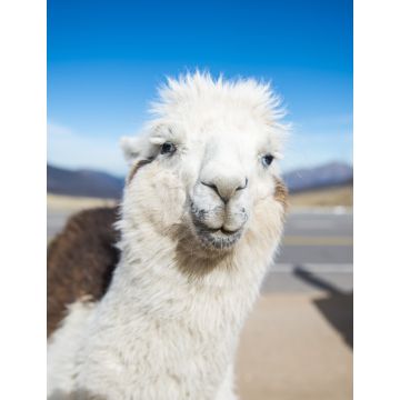 Lais Puzzle - Lama in Nahaufnahme in den Höhenlagen von Tucumán, Argentinien - 1.000 Teile