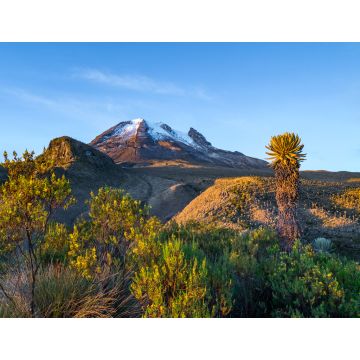 Lais Puzzle - Vulkan Tolima im Los Nevados National Park mit üppiger Vegetation frailejones (Espeletia), Kolumbien - 1.000 Teile