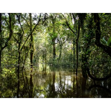 Lais Puzzle - Lagunen und Wälder im Dschungel von Guainia in Kolumbien - 1.000 Teile