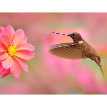 Lais Puzzle - Vogel mit rosa Blume. Kolibri Brown Inca, Coeligena wilsoni, fliegt neben schöner rosa Blüte, Kolumbien - 1.000 Teile