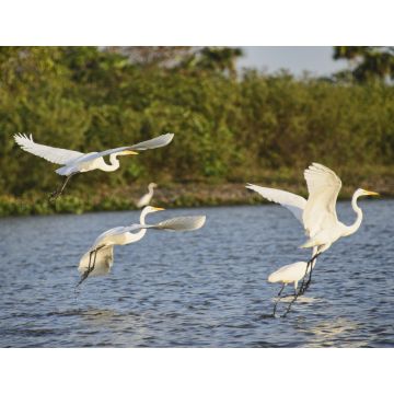 Lais Puzzle - Silberreiher (Ardea alba) auf dem Rio Magdalena, Santa Cruz de Mompox, Bolivar, Kolumbien - 1.000 Teile