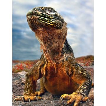 Lais Puzzle - Galapagos Leguan, Ecuador - 1.000 Teile