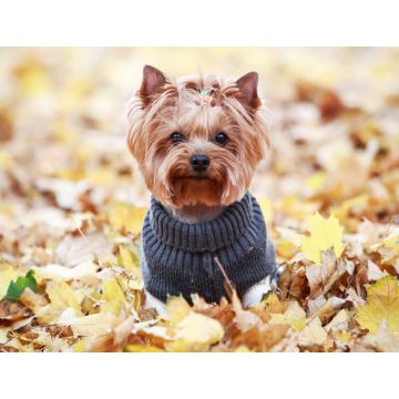 Lais Puzzle - Yorkshire Terrier im Pullover, England - 1.000 Teile