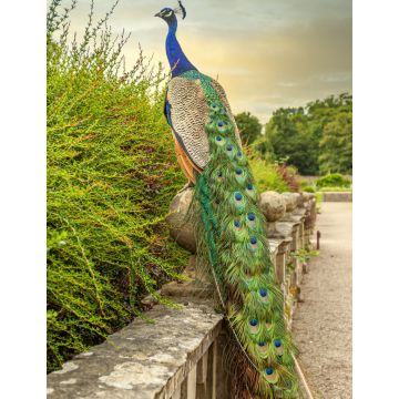 Lais Puzzle - Farbenfroher Pfau im Garten der Newstead Abbey, Nottinghamshire, England - 1.000 Teile