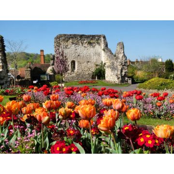 Lais Puzzle - Bunte Frühlings-Tulpen rund um Guildford Castle, Surrey, England - 1.000 Teile