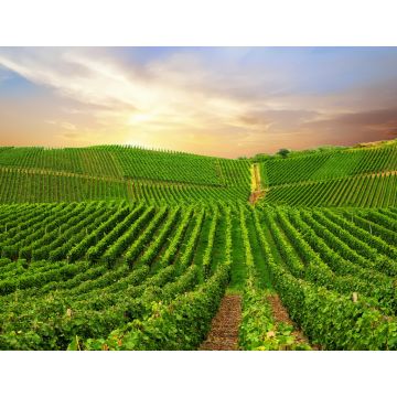 Lais Puzzle - Ansicht eines Weinbergs in der Pfalz, Deutschland - 1.000 Teile