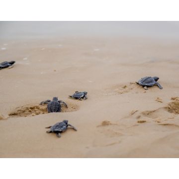 Lais Puzzle - Frisch geschlüpfte Schildkröten auf ihrem Weg ins Meer in Aracaju, Sergipe, Brasilien - 1.000 Teile