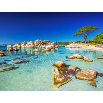 Lais Puzzle - Pinienbaum am Strand von Palombaggia, Korsika, Frankreich - 1.000 Teile