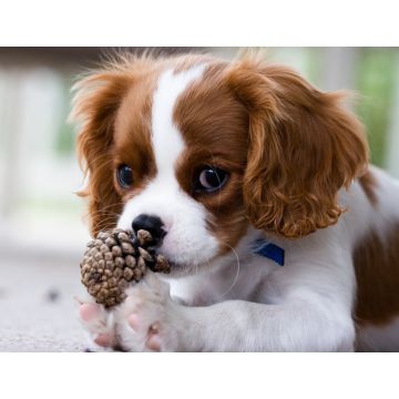 Lais Puzzle - Cavalier King Charles Spaniel - 1.000 Teile