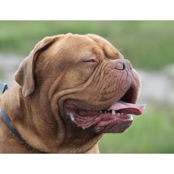 Lais Puzzle - Bordeauxdogge - 1.000 Teile