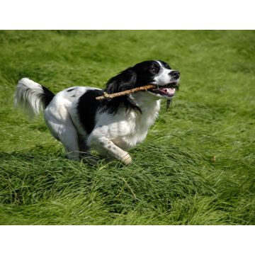 Lais Puzzle - English Springer Spaniel - 1.000 Teile