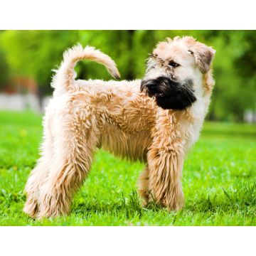 Lais Puzzle - Irischer Soft Coated Wheaten Terrier - 1.000 Teile