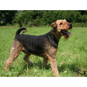 Lais Puzzle - Airedale Terrier - 1.000 Teile