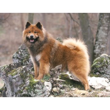 Lais Puzzle - Eurasier - 1.000 Teile