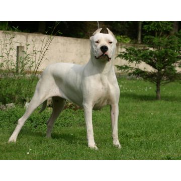 Lais Puzzle - Dogo Argentino - 1.000 Teile