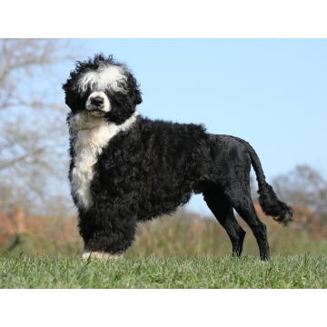 Lais Puzzle - Portugiesischer Wasserhund - 1.000 Teile