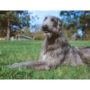 Lais Puzzle - Deerhound - 1.000 Teile