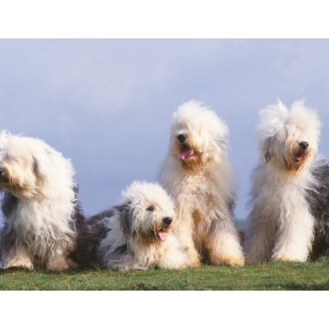 Lais Puzzle - Bobtail - 1.000 Teile