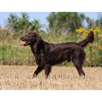 Lais Puzzle - Flat Coated Retriever - 1.000 Teile