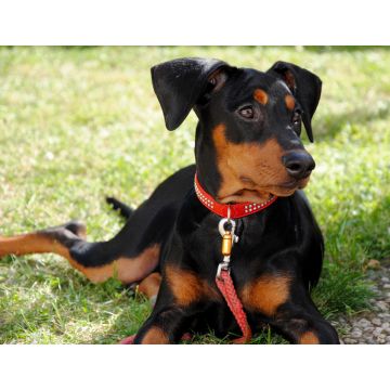 Lais Puzzle - Deutscher Pinscher - 1.000 Teile