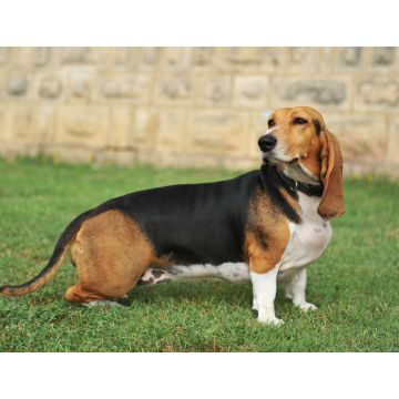 Lais Puzzle - Basset Artésien-Normand - 1.000 Teile
