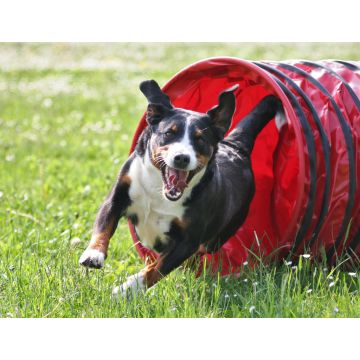 Lais Puzzle - Appenzeller Sennenhund - 1.000 Teile