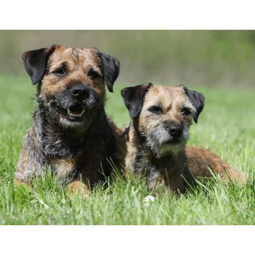 Lais Puzzle - Border Terrier - 1.000 Teile