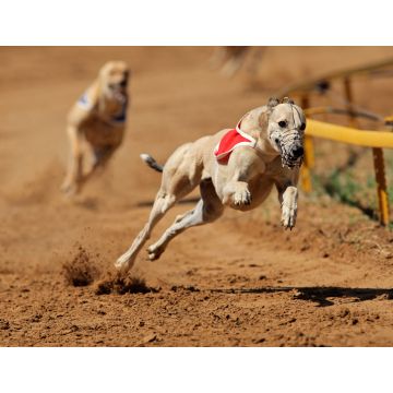 Lais Puzzle - Greyhounds - 1.000 Teile