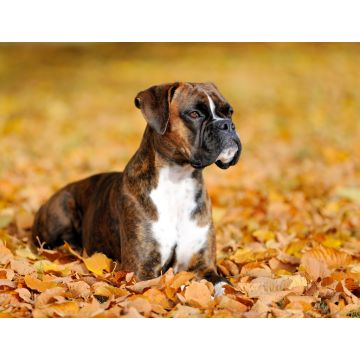 Lais Puzzle - Boxer - 1.000 Teile