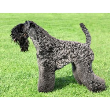 Lais Puzzle - Kerry Blue Terrier - 1.000 Teile