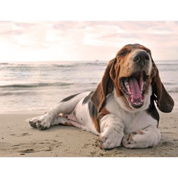 Lais Puzzle - Basset - 1.000 Teile